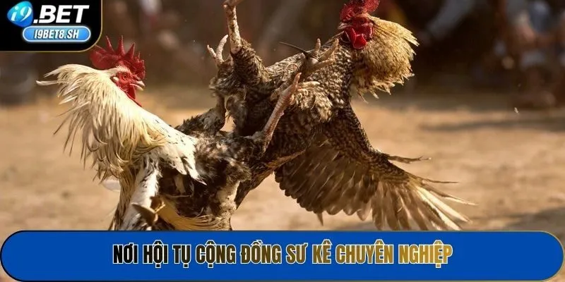 Nơi hội tụ cộng đồng sư kê chuyên nghiệp